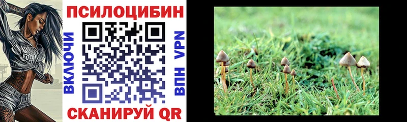 закладки  Таганрог  Галлюциногенные грибы Psilocybe 